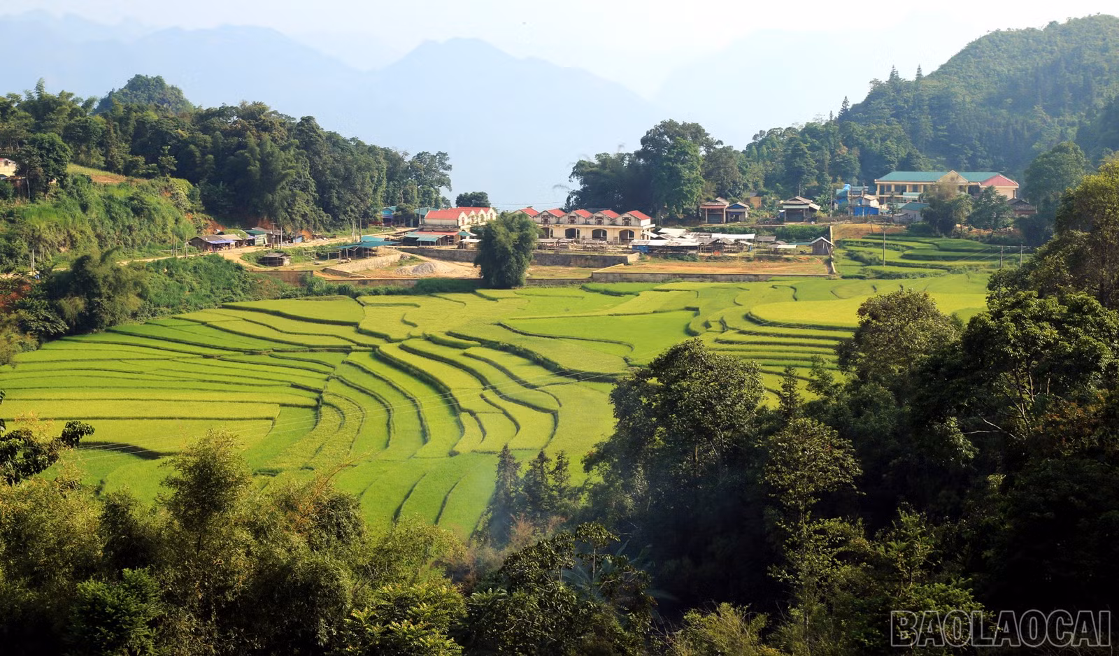 baolaocai-br_img-6101c.jpg