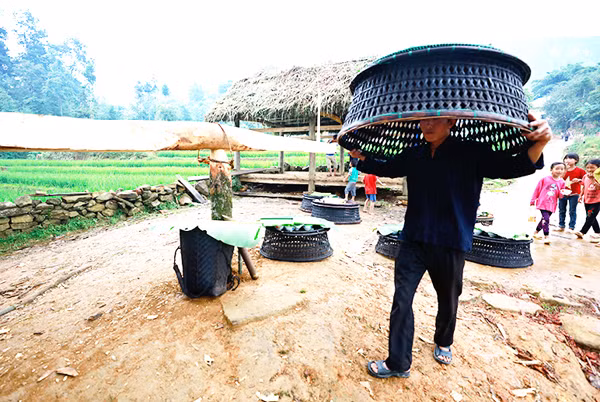 Địa đểm tổ chức Lễ hội Khô Già Già thường là một bãi đất rộng cạnh bìa rừng. Nơi đây có lán thờ được người dân làm bằng gỗ, lợp mái cỏ. Lễ hội Khô Già Già năm nay diễn ra từ ngày 23 - 27/7/2018 (từ ngày Thìn đến ngày Thân, tháng 6 âm lịch). Mở đầu là nghi thức mổ trâu hiến tế thần linh thu hút đông thanh niên, trai tráng tham gia. Vào ngày hôm sau, mỗi gia đình đều tự chuẩn bị mâm lễ vật mang đến rừng làm lễ cúng thần linh. Mỗi mâm lễ, ngoài thịt trâu còn có các nông sản do người dân tự trồng cấy, chăn nuôi được như thịt gà, thịt lợn, đậu tương, bí đỏ, lạc rang, rượu trắng… Thầy cúng tại thôn Choản Thèn, xã Y Tý chuẩn bị đồ cho lễ cúng. Hai thầy cúng chính thực hiện nghi lễ cúng thần đất, thần nước, thần rừng. Các thầy cúng còn làm lễ cúng tại cột đu quay, đu dây và thực hiện nghi thức thử đu để kiểm tra độ an toàn trước khi cho phép người dân và trẻ em tham gia. Sau nghi lễ cúng, các mâm lễ vật được chuyển vào lán thờ và đại diện các gia đình ngồi ăn cơm, uống rượu, chia sẻ kinh nghiệm sản xuất. Người dân trong thôn được nghỉ 3 ngày để vui chơi, kiêng vào rừng chặt cây, lấy củi, đào đất… Lễ hội Khô Già Già chứa đựng ý nghĩa nhân văn sâu sắc, được đồng bào Hà Nhì đen trên vùng cao Bát Xát gìn giữ qua nhiều thế hệ.