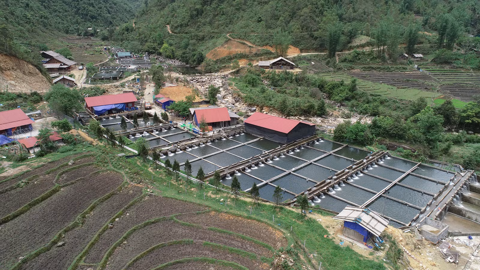 Trang trại cá nước lạnh giữa đại ngàn Hoàng Liên.
