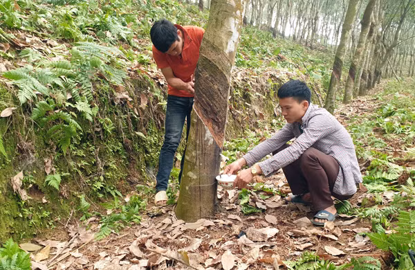 Hàng trăm ha cao su trên địa bàn tỉnh đã cho khai thác mủ.
