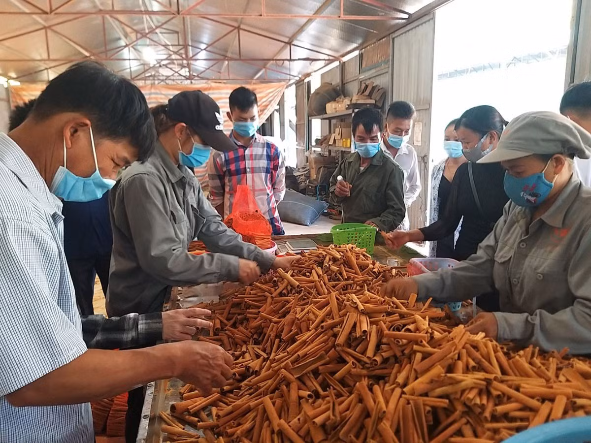Trao đổi kinh nghiệm sản xuất, kinh doanh quế bền vững ảnh 2