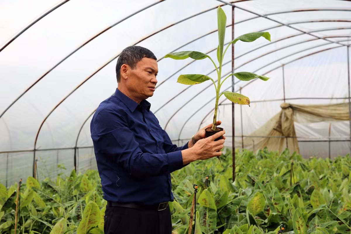Chuyển đổi cơ cấu cây trồng để sản xuất hàng hóa ảnh 1
