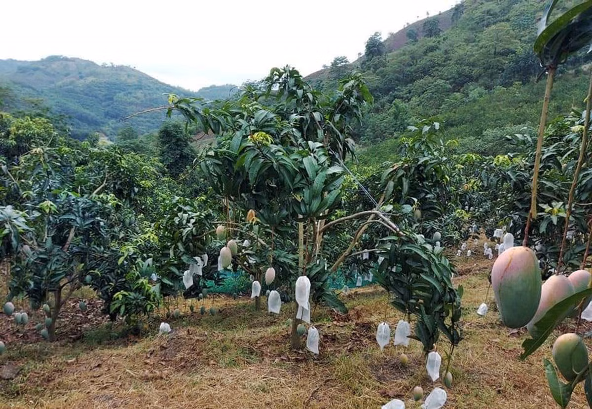 Phát huy vai trò của cấp ủy chi bộ ở A Mú Sung ảnh 2