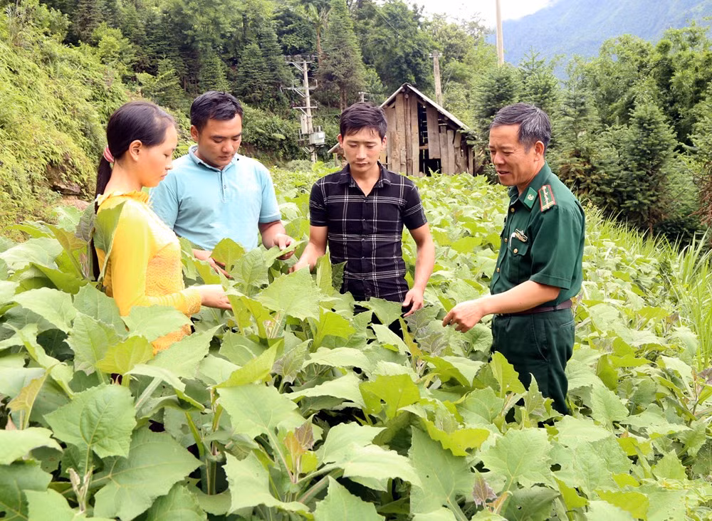 Bí thư chi bộ Vàng Sáo (áo kẻ đen) bên vườn sâm đất trồng ở Hồng Ngài. Ảnh: TL