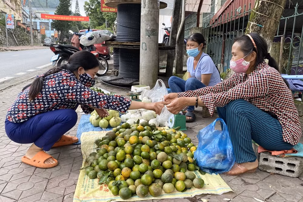 Quýt Mường Khương chín sớm được thu hoạch vào tháng 8 hằng năm.