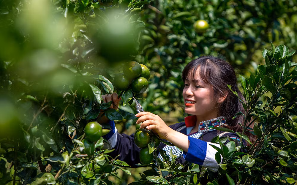 Quýt Mường Khương được coi là cây xóa đói, giảm nghèo cho các hộ đồng bào dân tộc Pa Dí, Mông ở Mường Khương. Quýt Mường Khương quả dẹt khi chín có màu vàng, vỏ mỏng, dễ bóc, vị ngọt và ít xơ. Quýt Mường Khương được chăm sóc cẩn thận. Quả quýt năm nay được đánh giá chất lượng tốt, ngon ngọt hơn và cũng được giá cao hơn so với mọi năm. Quýt Mường Khương đã được cấp chứng chỉ 3 sao trong chương trình OCOP của Lào Cai. Nhiều khách hàng tại thành phố Lào Cai đến đặt và mua sản phẩm quýt Mường Khương.