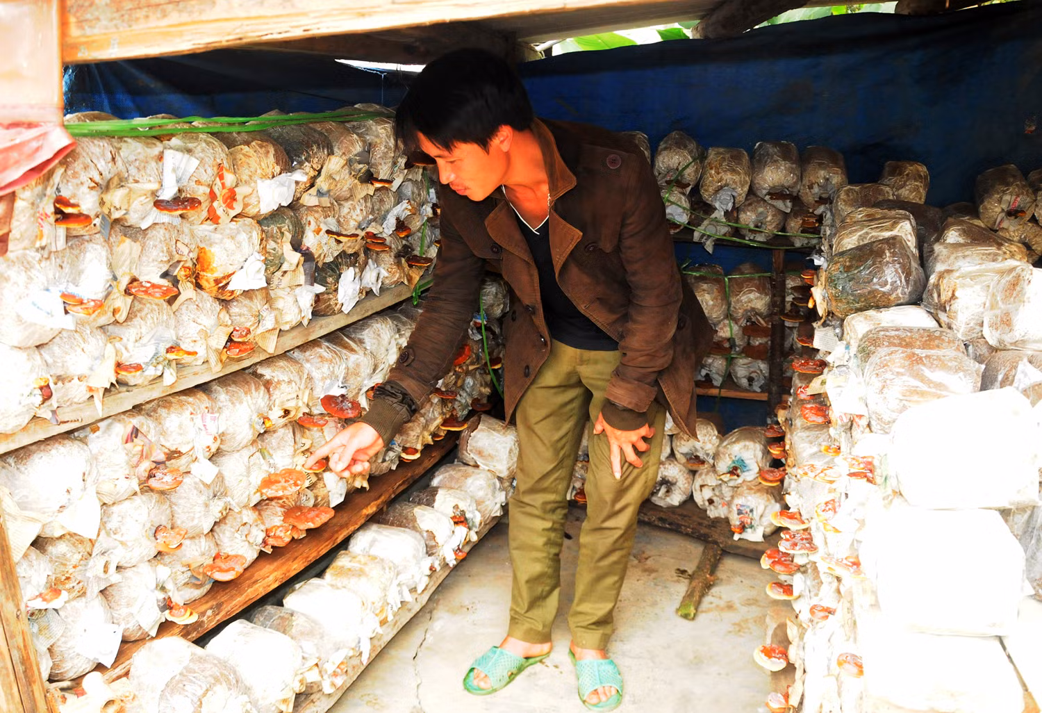 Trưởng thôn gương mẫu ảnh 1