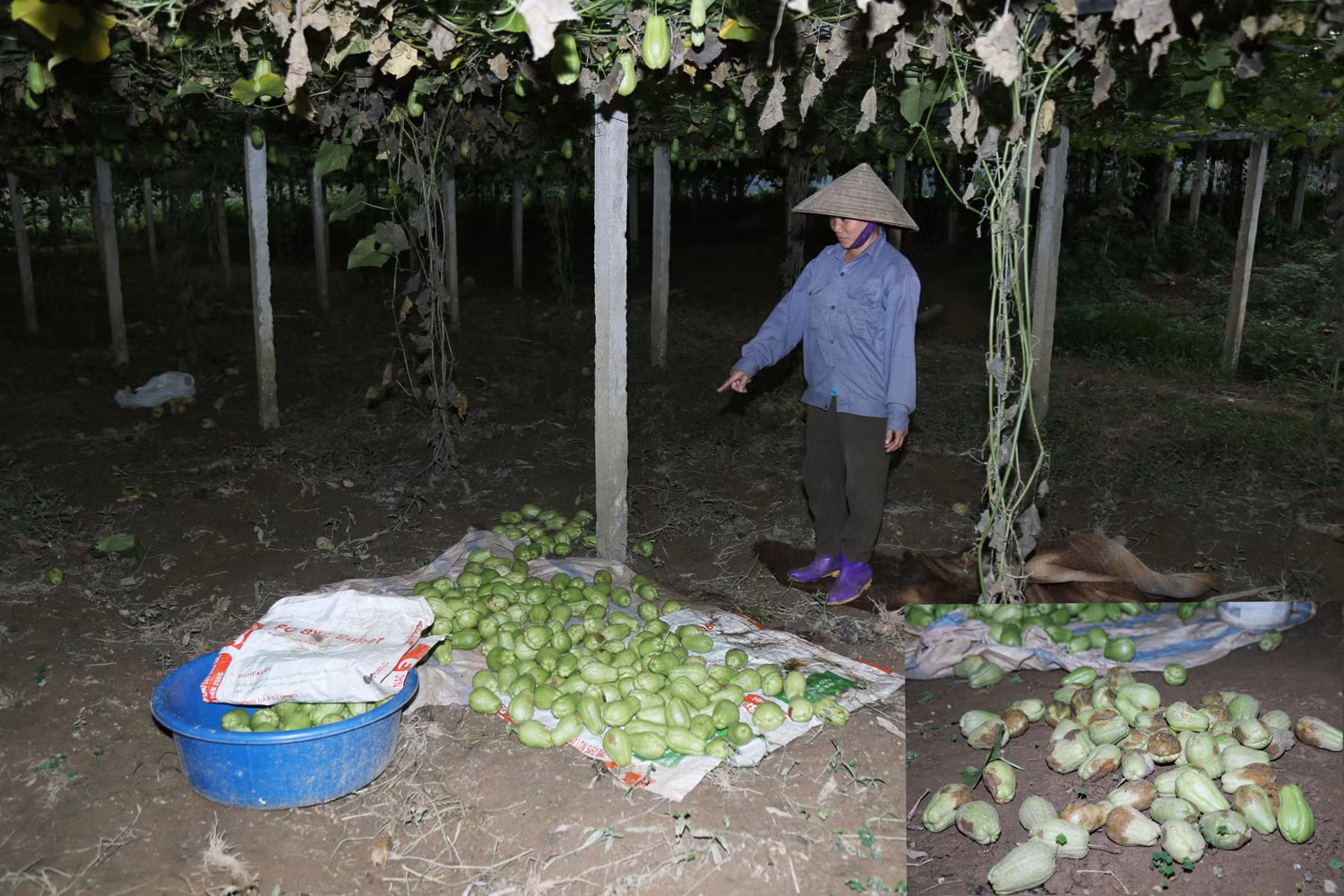 Những đống su su bị bỏ đi đang úa ủng dần.