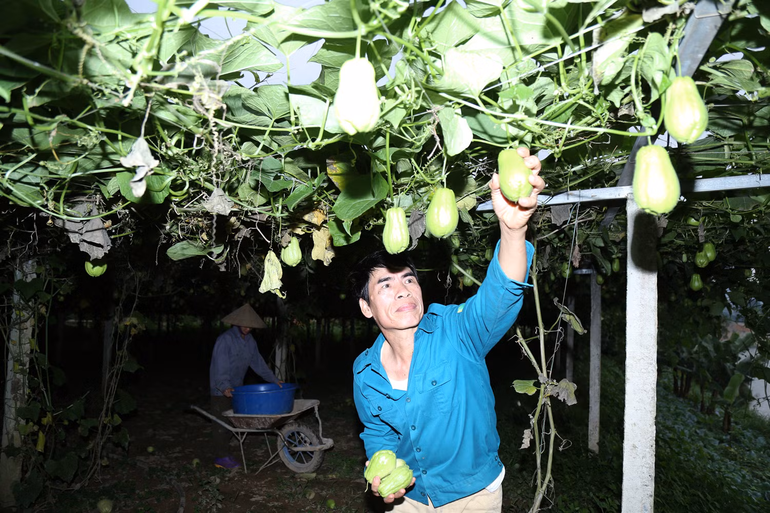 Vợ chồng anh Trần Văn Thuận thu hái su su.