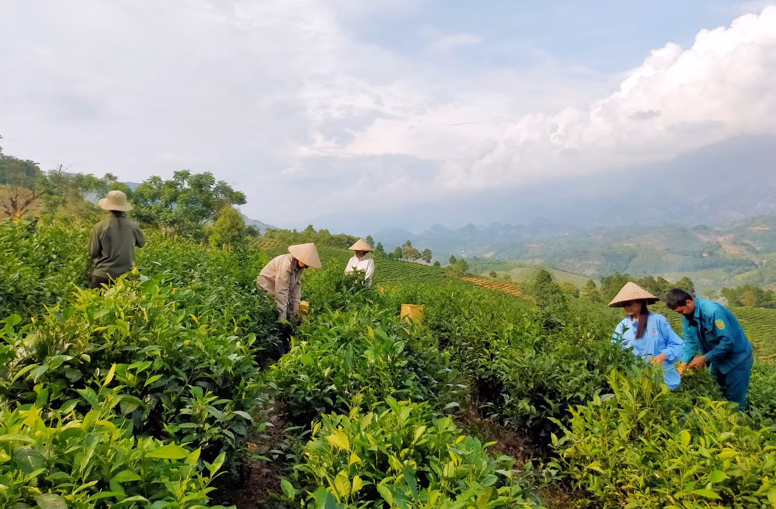 Nông dân Mường Khương phát triển kinh tế hiệu quả từ trồng chè.