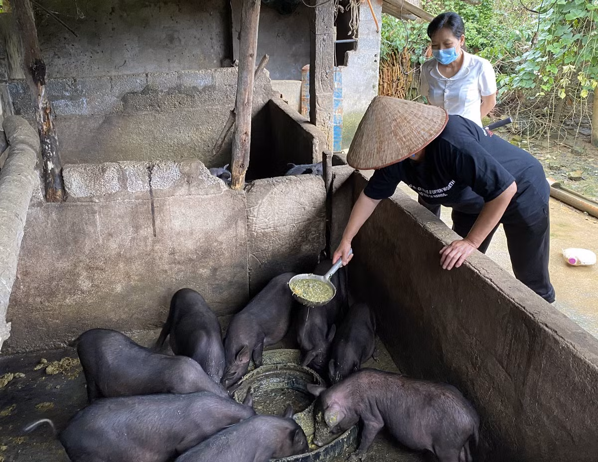 Chăn nuôi lợn địa phương theo hướng an toàn sinh học ảnh 1