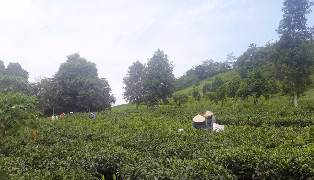 Chè là cây trồng chủ lực ở Cốc Cái.