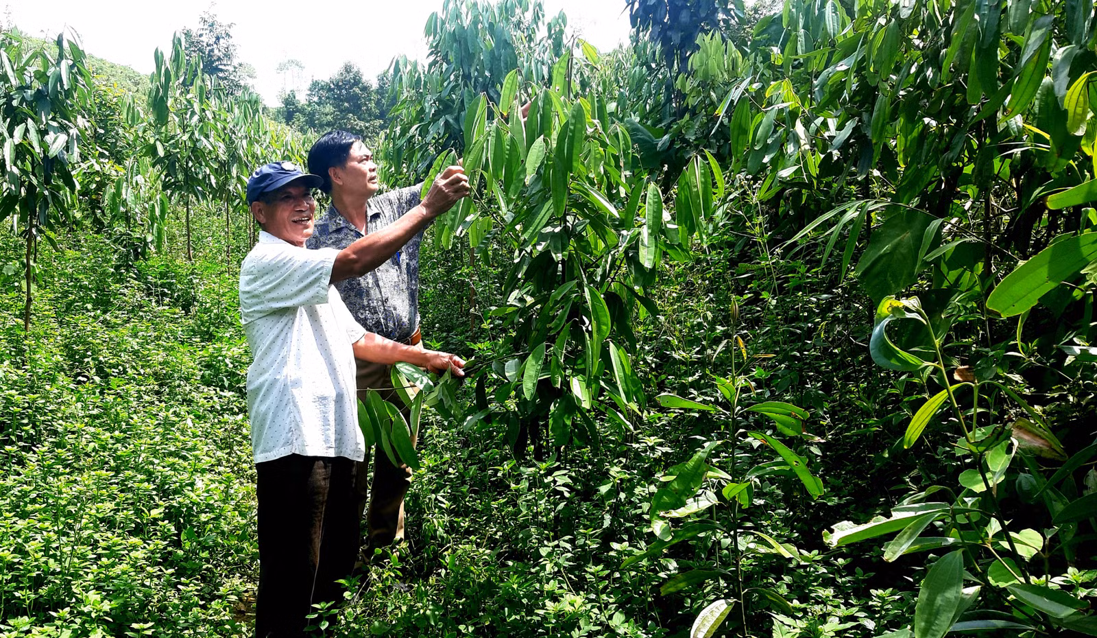 Ông Nguyễn Văn Vực giới thiệu vườn rừng của mình.