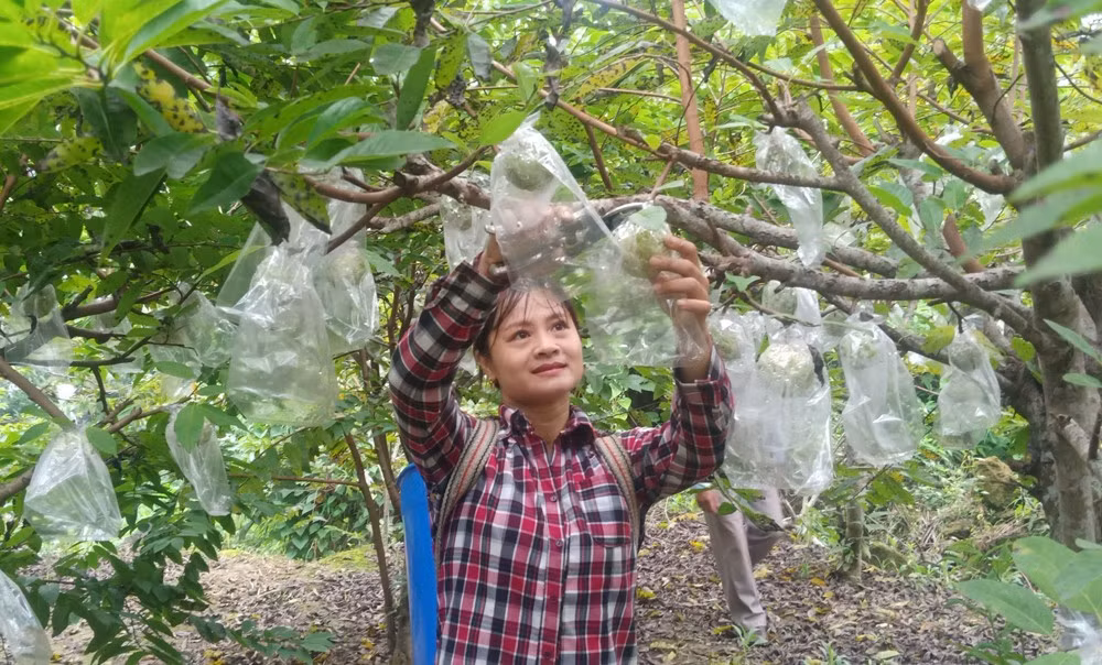 Trồng na trái vụ ở Phong Niên ảnh 1