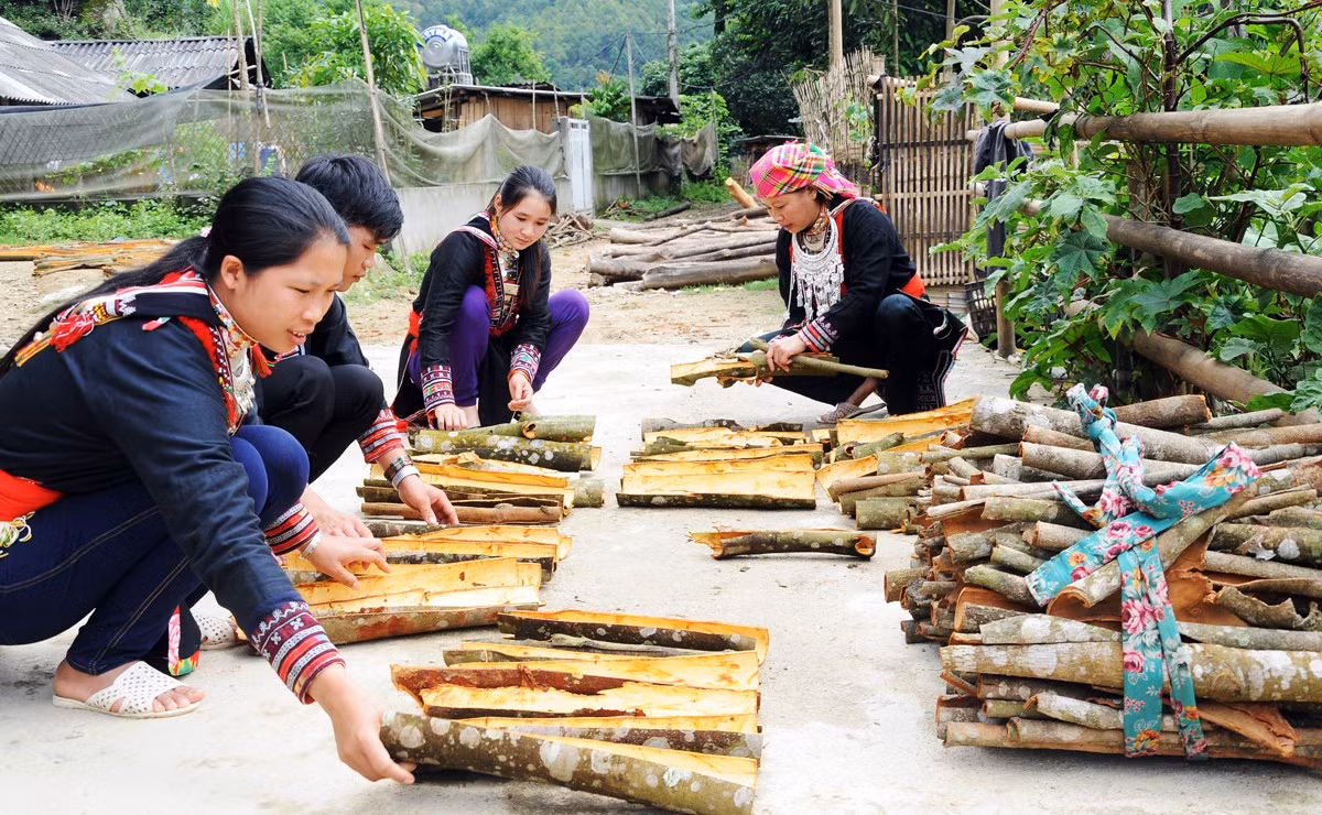 Lào Cai sẽ tập trung xây dựng vùng sản xuất quế hàng hóa theo quy mô lớn.