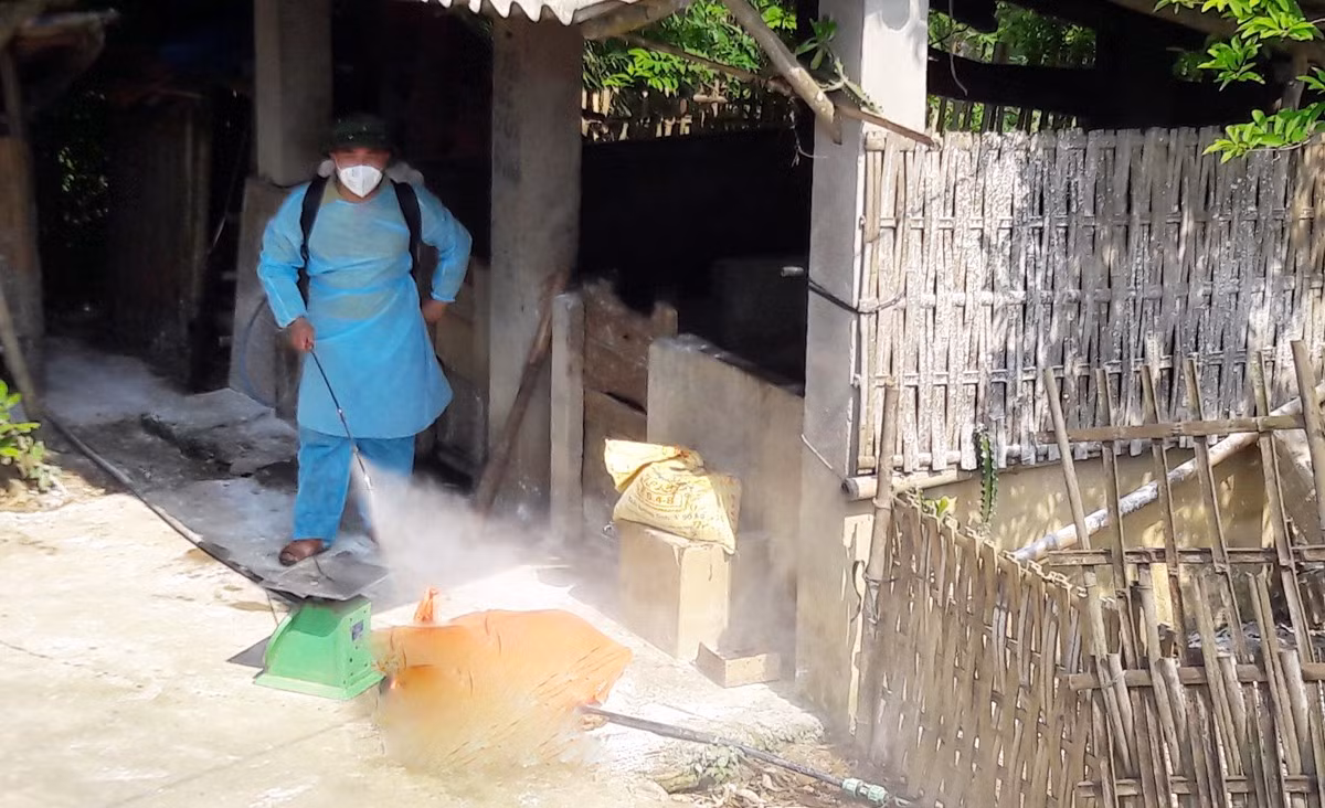 Các địa phương đã khống chế được bệnh dịch tả lợn châu Phi. Ảnh minh họa
