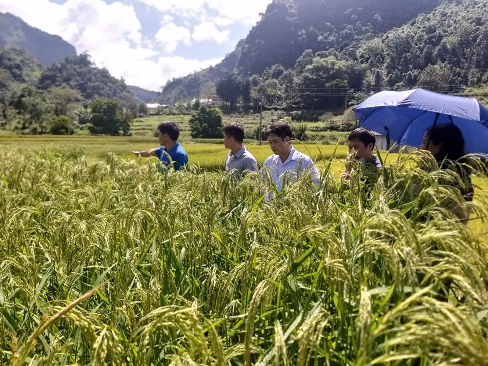 Kiểm tra sự phát triển của lúa nếp dâu. (Ảnh tư liệu)