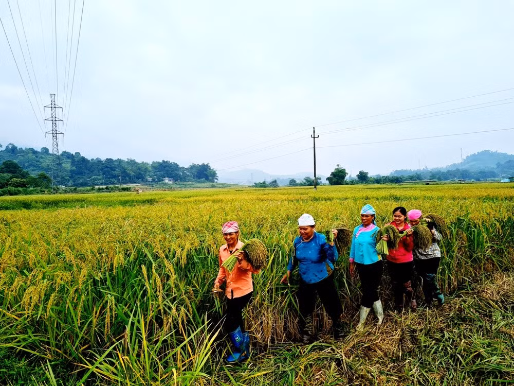 Đưa hương cốm bay xa ảnh 1