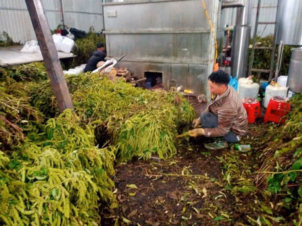 Hỗ trợ đồng bào dân tộc thiểu số chế biến dược liệu ảnh 1