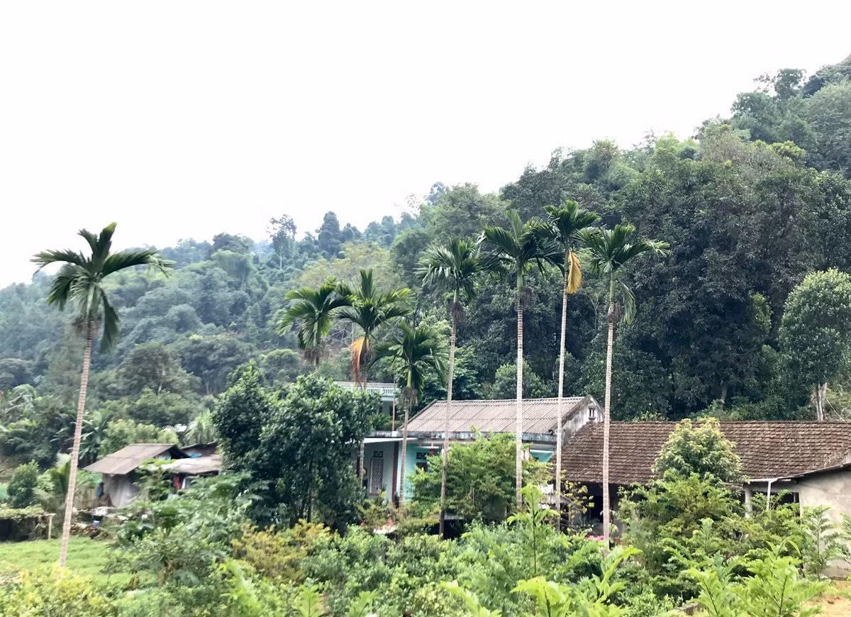 Làng Vĩ Kim bình dị với những ngôi nhà vườn.