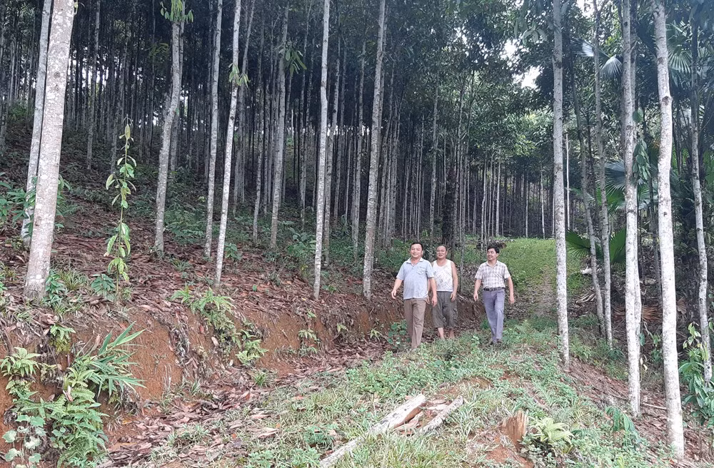  Bài 1: Nông dân đổi đời từ cây quế ảnh 2