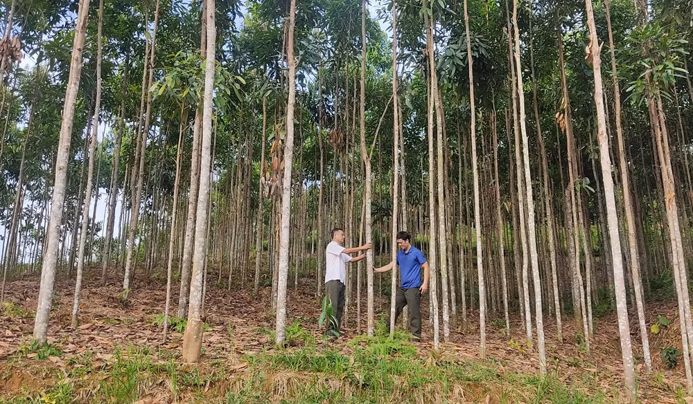 Bài cuối: Để phát triển bền vững vùng quế ảnh 1