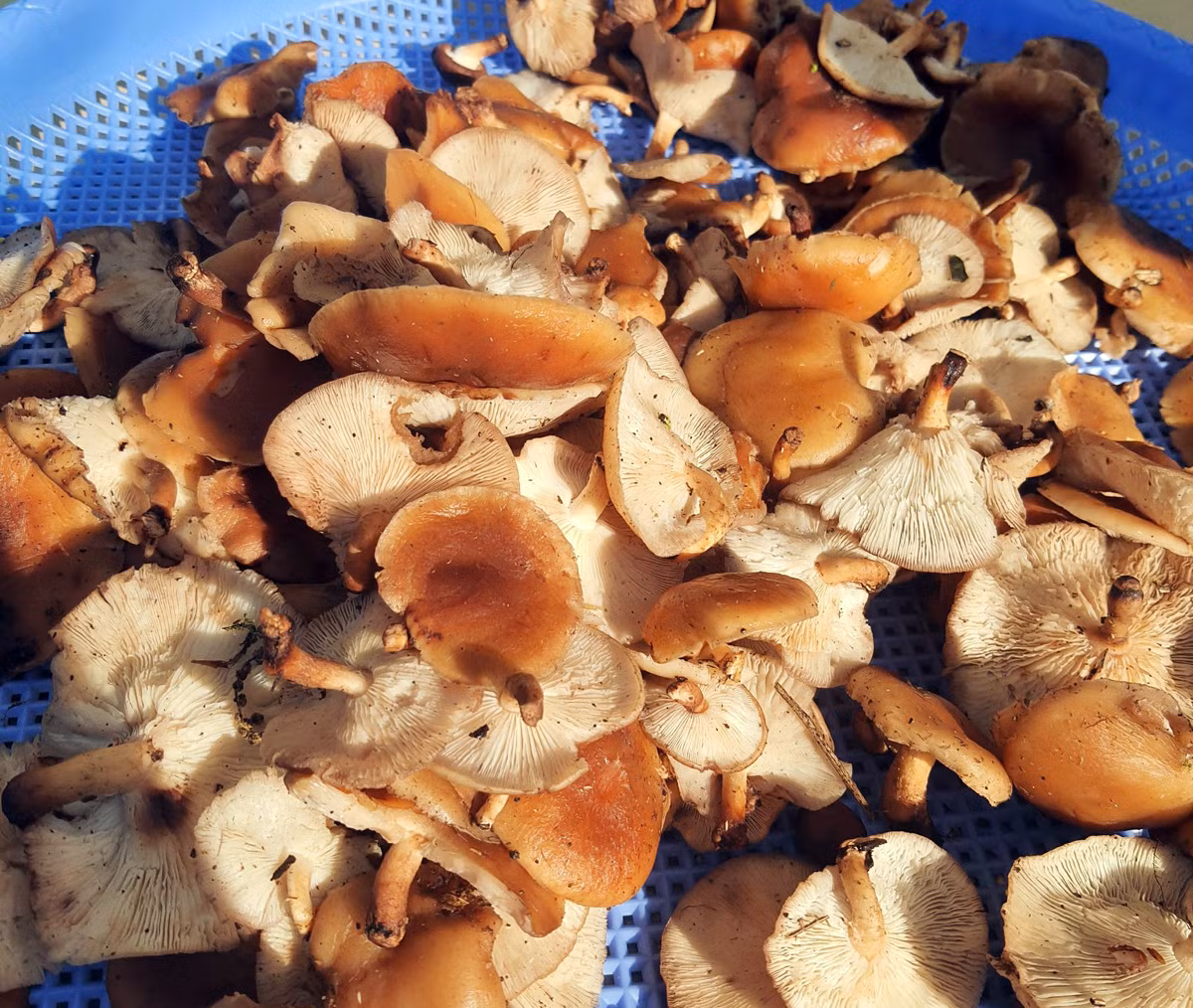 Nấm hương rừng Y Tý.
