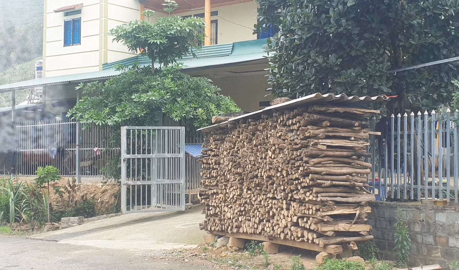 Hình ảnh những đống củi cao su được xếp dọc đường vào các thôn trong xã Bản Lầu.