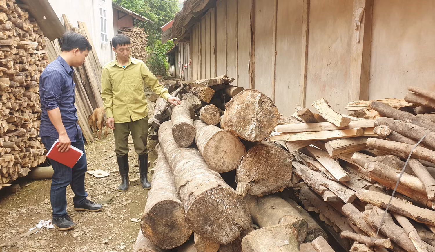 Vì sao nhiều hộ ở Bản Lầu phá bỏ cây cao su? ảnh 1