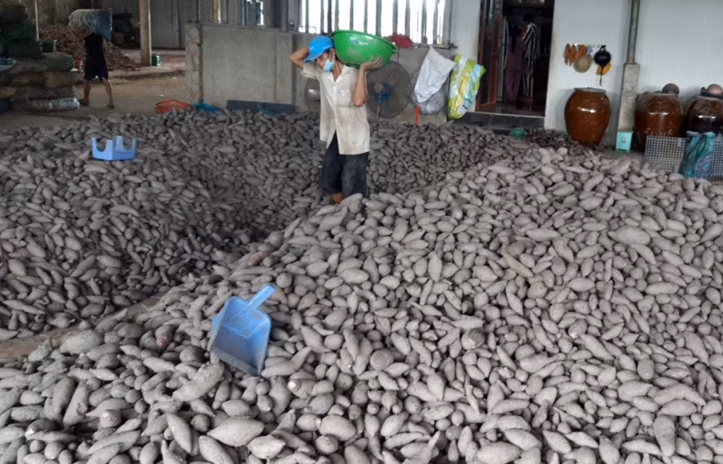 Khoai lang thu mua được tập kết về kho của một HTX tại huyện Bình Tân, tỉnh Vĩnh Long, ngày 17/9.