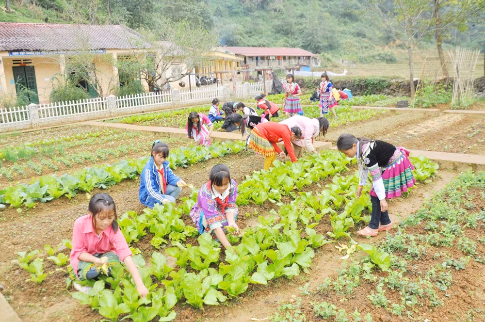 Các trường học vùng cao tích cực trồng rau xanh cải thiện bữa ăn cho học sinh bán trú.