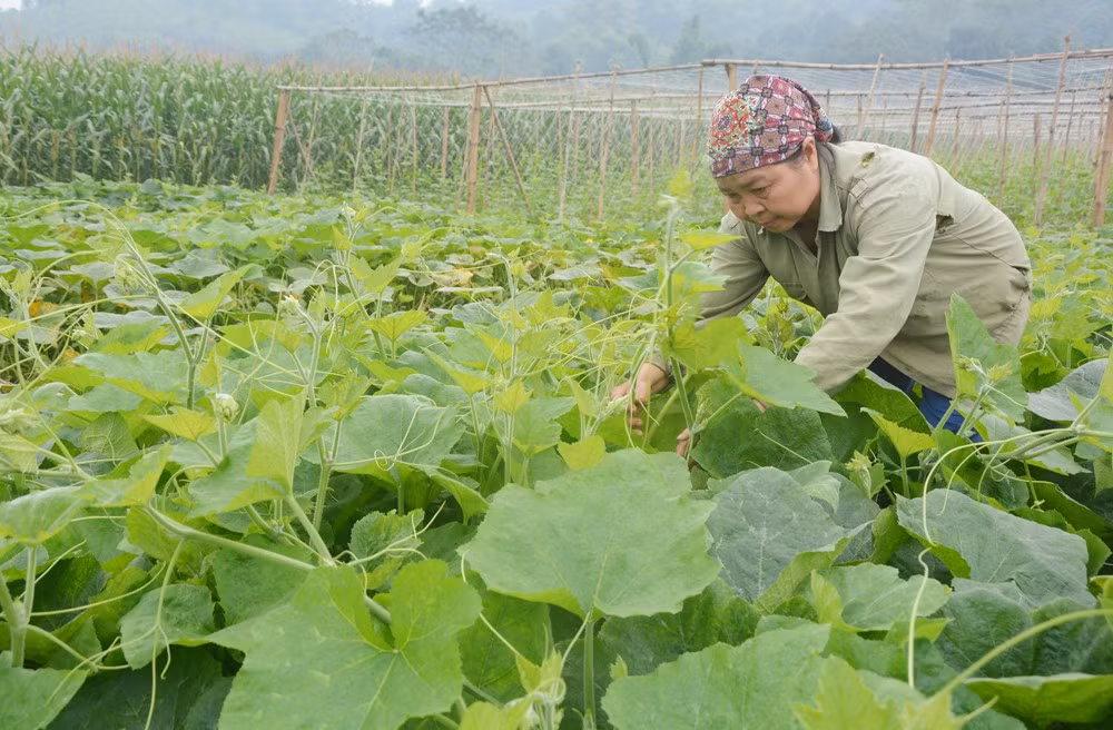 Bà Nguyễn Thị Uyên cắt rau đi bán.