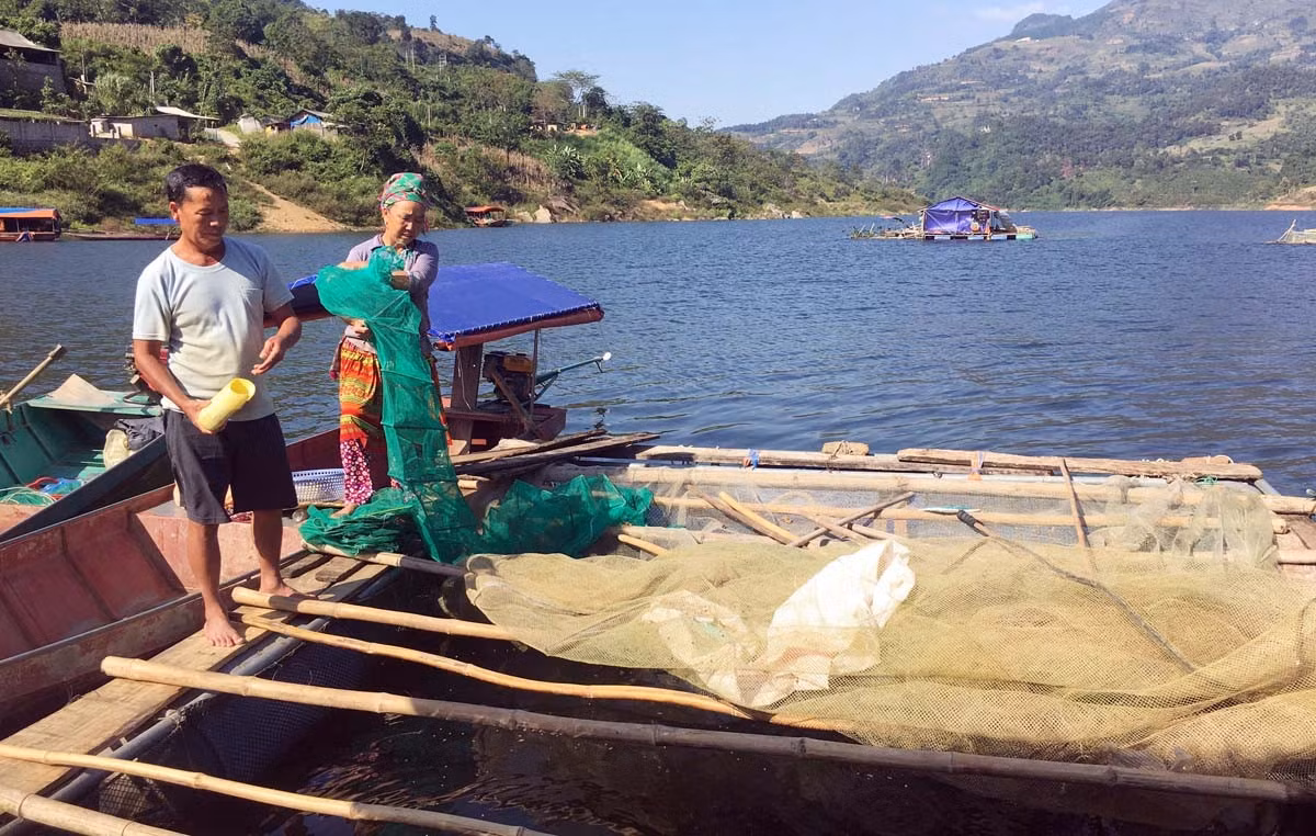 Vợ chồng ông Giàng Seo Củ cho cá ăn.