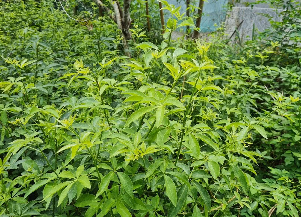 Rau gai của người vùng cao ảnh 2
