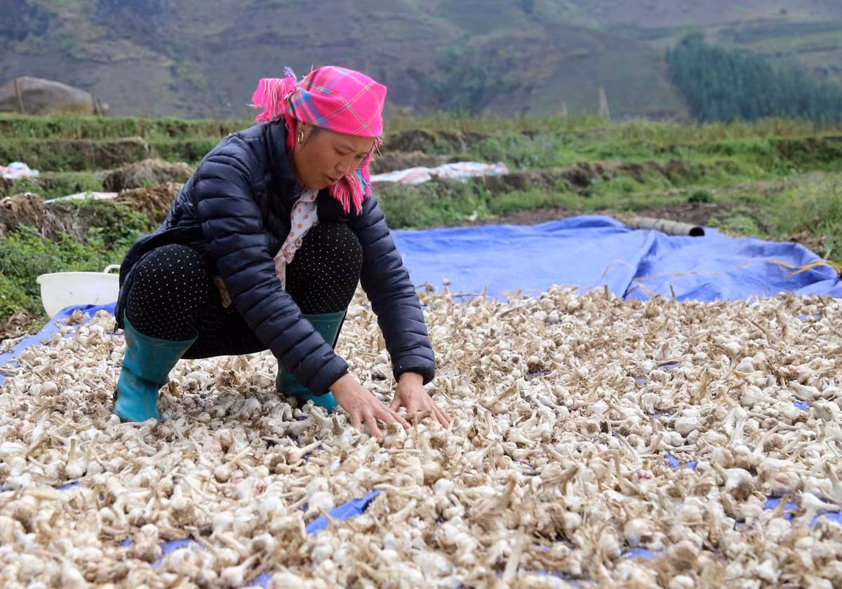 Bát Xát tích cực triển khai Đề án 01, nâng cao thu nhập cho Nhân dân ảnh 7