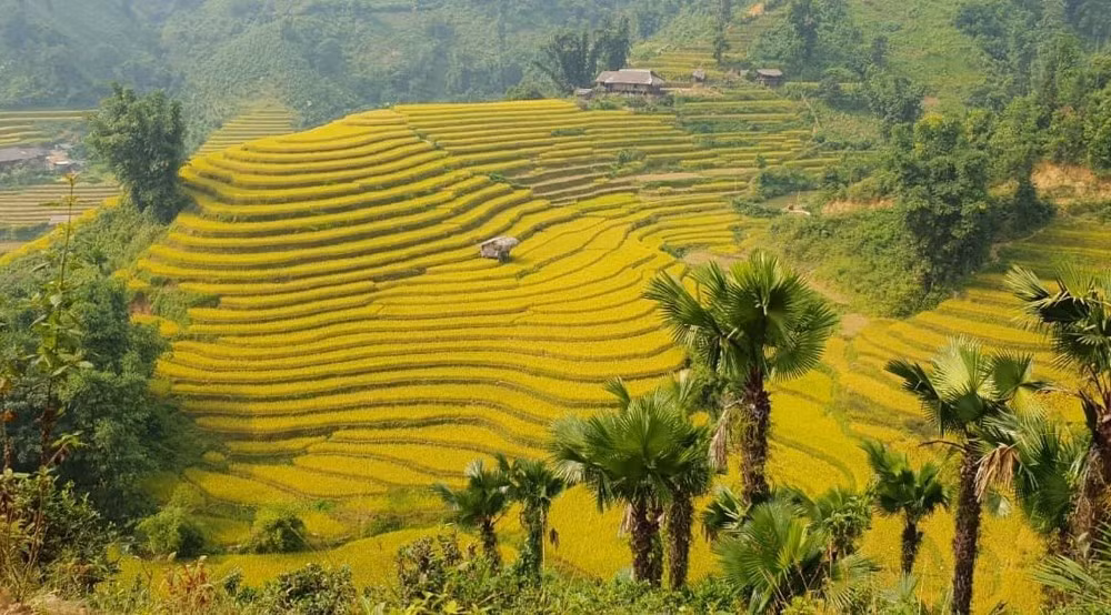 Mùa lúa chín ở Bản Liền.