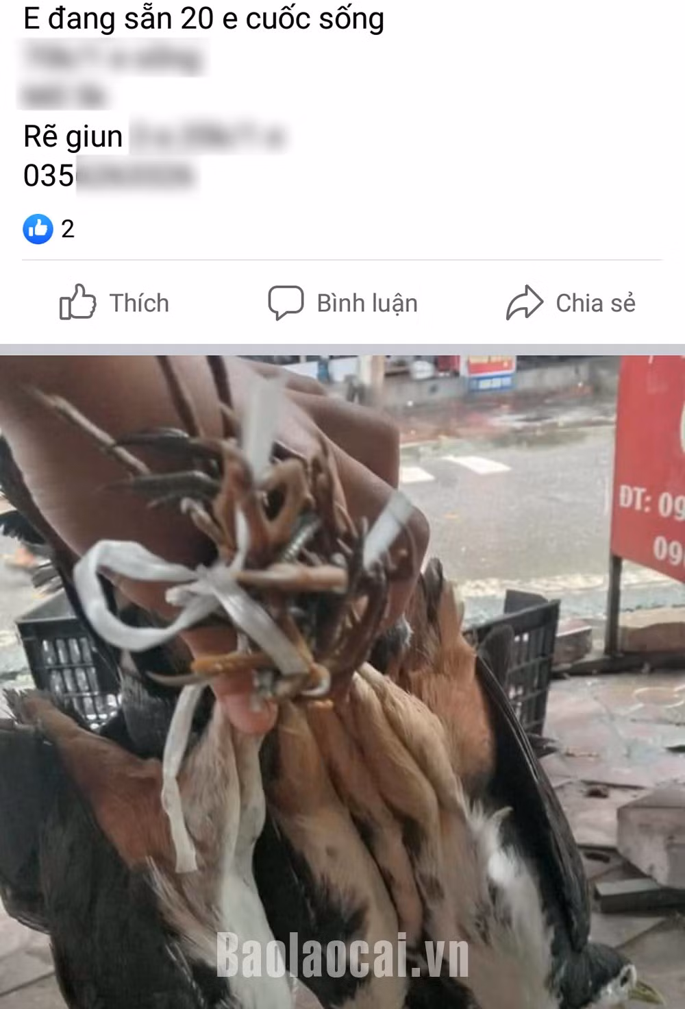 Chim, cò được rao bán công khai trên mạng xã hội.