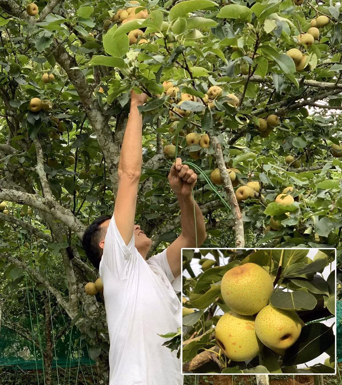 Bát Xát tích cực triển khai Đề án 01, nâng cao thu nhập cho Nhân dân ảnh 4