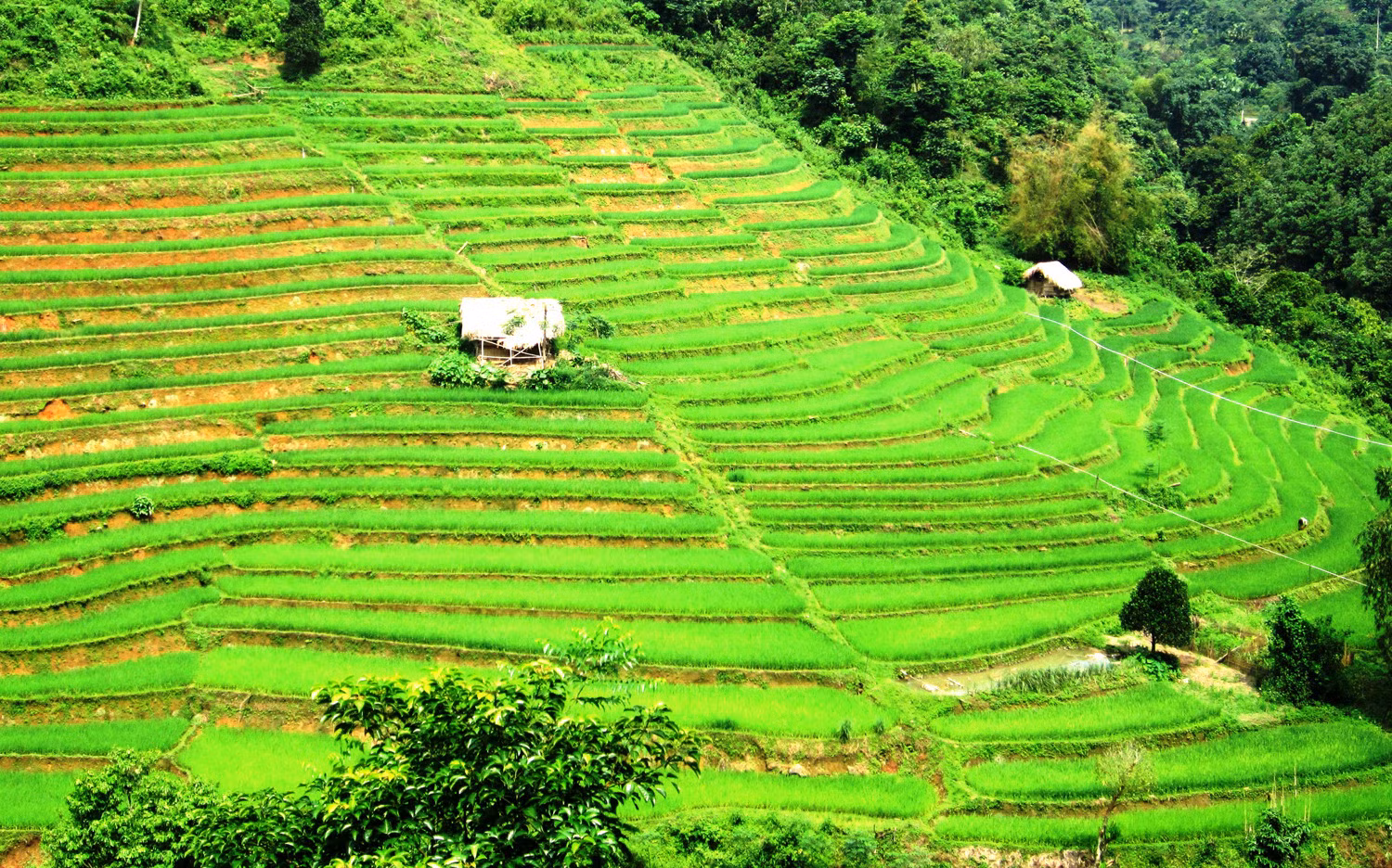 Ruộng bậc thang nơi núi rừng Tân Tiến.