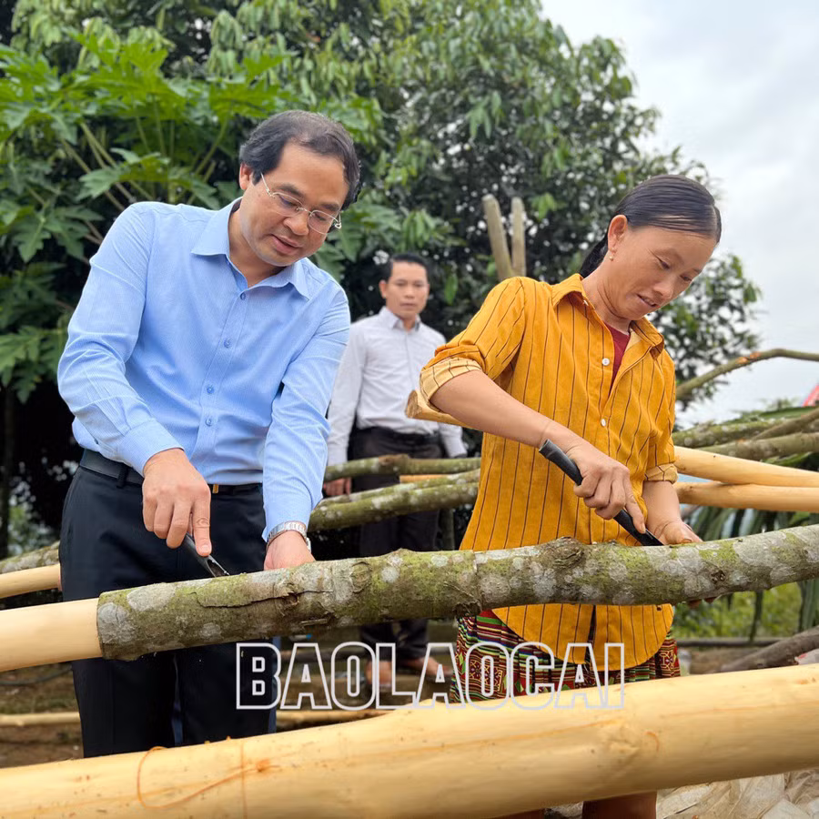 Chủ tịch UBND tỉnh Trịnh Xuân Trường trải nghiệm bóc vỏ quế cùng người dân xã Vĩnh Yên. Các đại biểu tham gia bóc vỏ quế cùng Nhân dân.