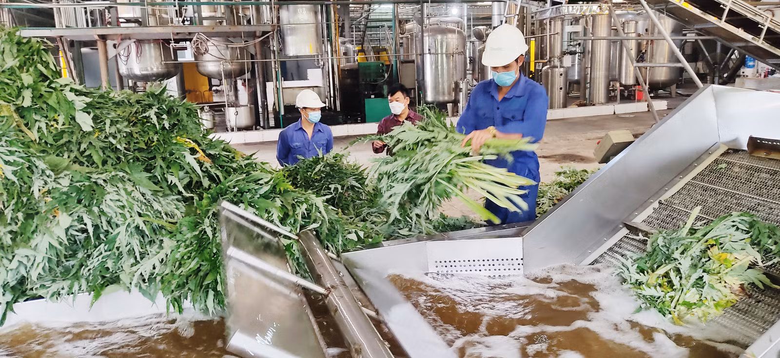 Hoạt động sản xuất tại Công ty TNHH Một thành viên Traphaco Sapa.