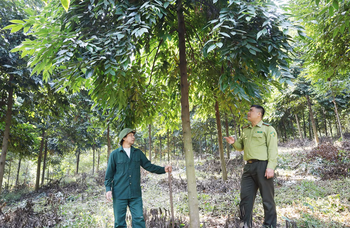 Ông Đảo cùng cán bộ kiểm lâm chia sẻ kinh nghiệm trồng rừng.