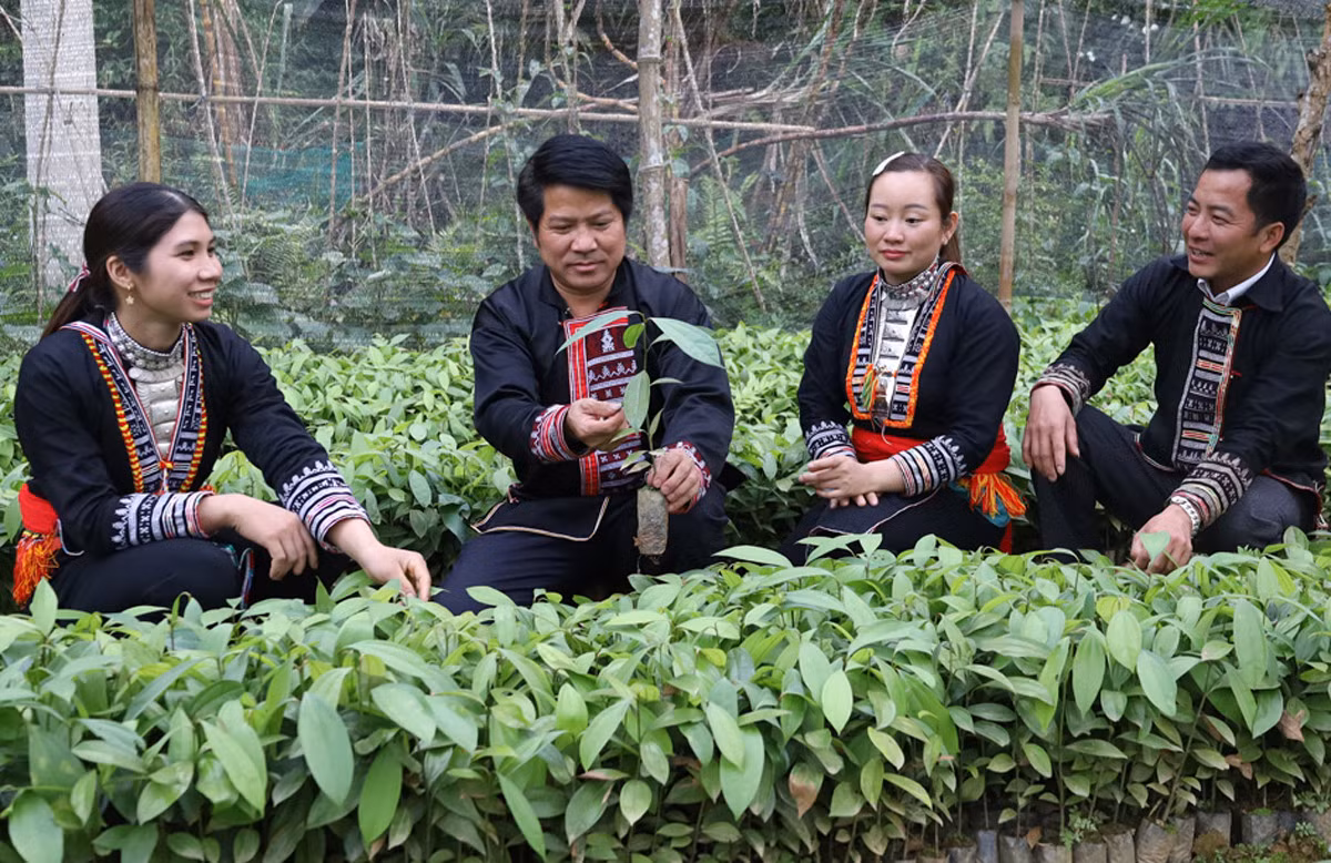 Người dân chăm sóc cây giống.