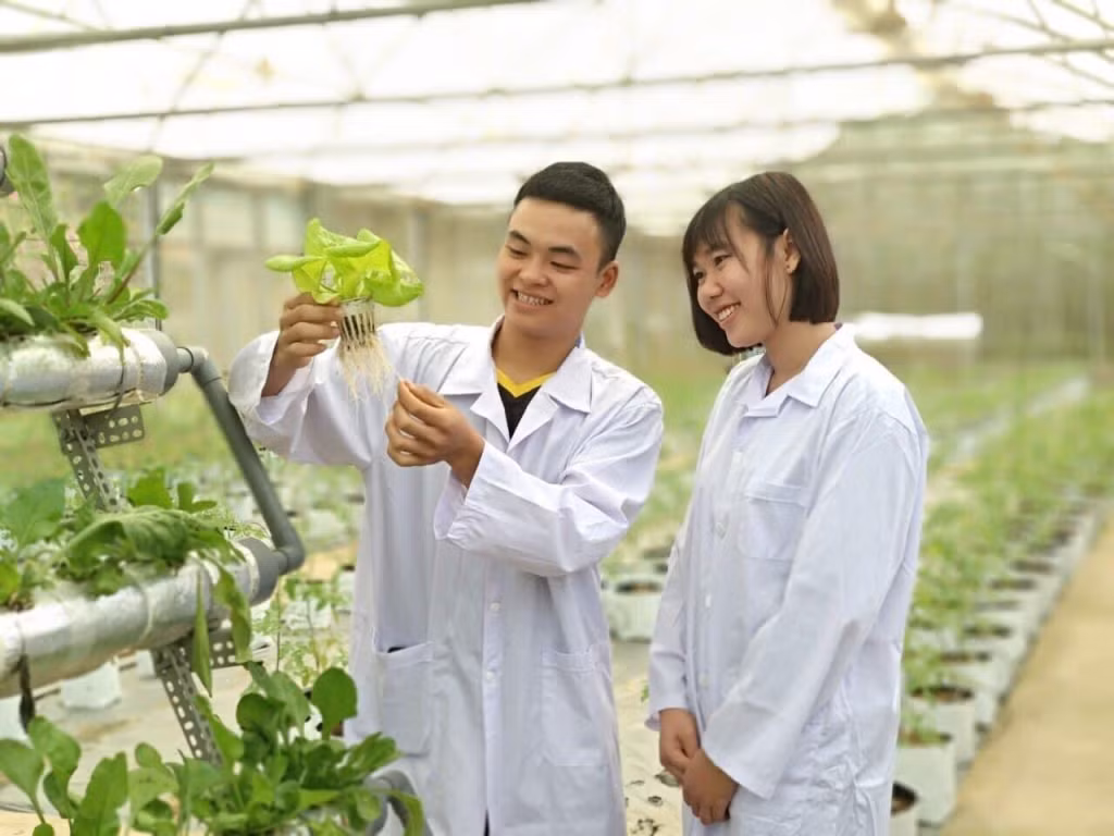 Sinh viên Phân hiệu Đại học Thái Nguyên tại Lào Cai tham gia nghiên cứu mô hình trồng rau thủy canh.