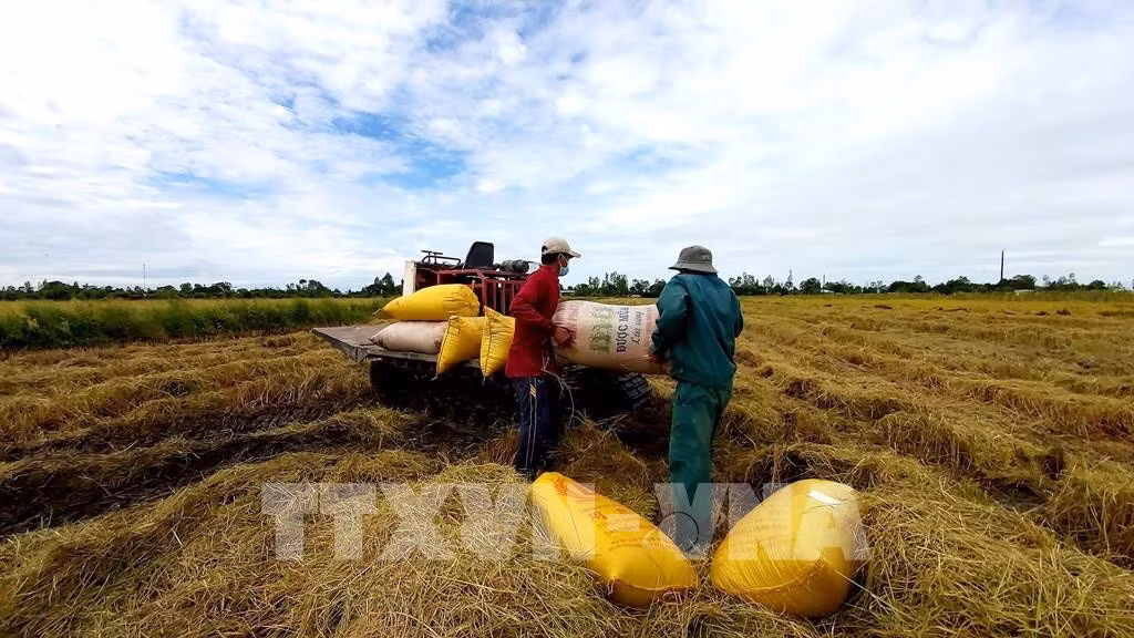 Thu hoạch lúa Thu Đông ở Cần Thơ. Ảnh: Thu Hiền - TTXVN