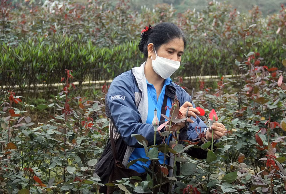 Nhộn nhịp làng hoa ven đô ảnh 3