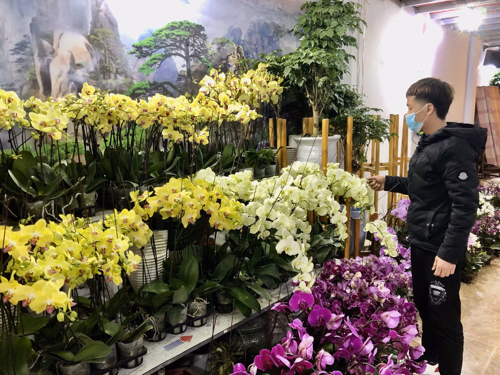 Hoa Lan rất được ưa chuộng trong dịp tết.