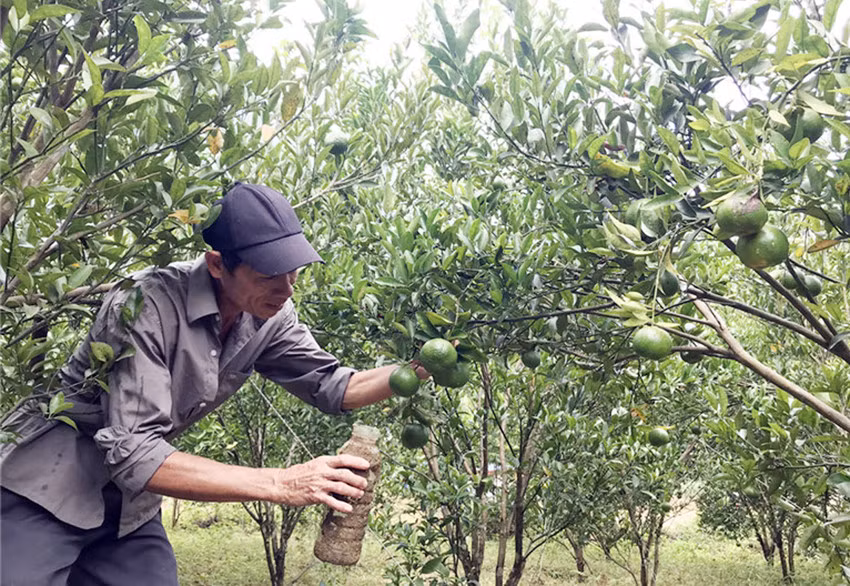 Mô hình trồng cây ăn quả đem lại thu nhập cao cho người dân.