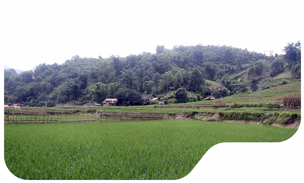 Vui buồn hương nếp Mường Bo ảnh 4