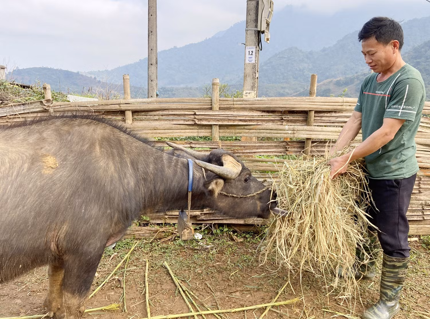 Người dân Pa Cheo chăn nuôi gia súc bán thịt.
